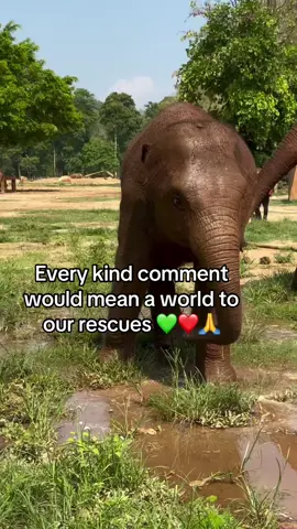 Every kind comment would mean a world to me #elephantsanctuarythailand #elephantkohsamui #samuielephantsanctuary #thailandelephantsanctuary #kohsamuielephant 