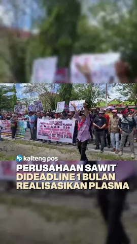 Ratusan massa dari 23 koperasi yang tergabung dalam Forum Koperasi Kotim menggelar aksi damai di depan Kantor Sekretariat Daerah Kabupaten Kotawaringin Timur, Kamis 10 September 2025. Mereka menuntut agar Bupati Kotim, Halikinnor, mendesak perusahaan-perusahaan kelapa sawit merealisasikan kewajiban plasma 20 persen bagi masyarakat. Massa juga meminta agar surat keputusan yang sebelumnya disepakati, dibacakan langsung oleh Bupati sebagai bentuk komitmen pemerintah daerah. Wakil Bupati Irawati akhirnya turun langsung menemui massa dan membacakan surat resmi dari Bupati Kotim yang ditujukan kepada seluruh perusahaan sawit. #kotim #sampit #demosampit #realisasiplasma 