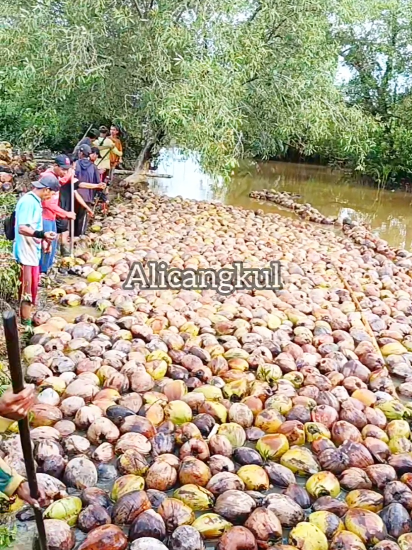 gotong royong naikkan buah kelapa 