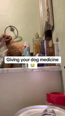 When your dog is refusing medicine 