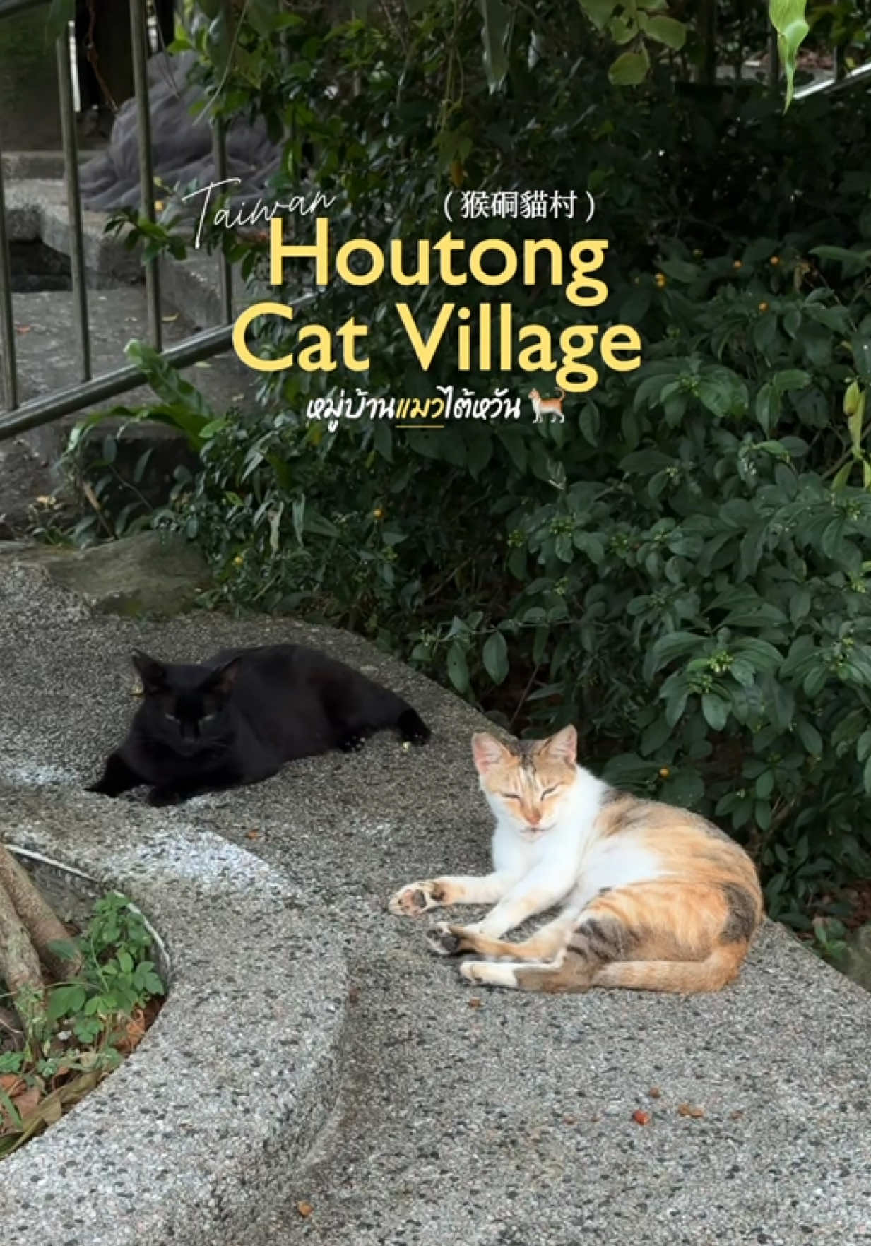 หมู่บ้านแมวในไต้หวัน “Houtong Cat Village (猴硐貓村) “ นั่งรถไฟมาแค่ 1 ชั่วโมงก็จะเจอกับน้องแมวสุดน่ารักเต็มไปหมด🐈🥰 #HoutongCatVillage #Houtong #Taiwan #猴硐貓村 #หมู่บ้านแมวไต้หวัน #ที่เที่ยวไต้หวัน 
