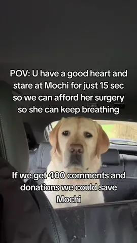 𝗗𝗼𝗻𝗮𝘁𝗶𝗼𝗻 𝗶𝗻 𝗯𝗶𝗼❤️ This is Mochi my little baby, my best friend, my whole world. She was just diagnosed with a life-threatening illness, and without treatment..she won't make it. The vet said we need $4300 to start her care and give her a real chance Watching her get weaker each day is the hardest thing l've ever faced. 1 just want to hold onto her a little longer. Please...if you see this, help us. Even $1 or just a share could save her life, She's only 4 years old ...she still has so much love left to give Help us save Mochi's life. Thank you from the bottom of my heart #savemydog #savemybaby #doglove 