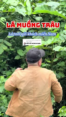Trả lời @ĐINH THỊ DIỆU HỒNG  thành phố Hồ Chí Minh và các tỉnh miền Nam em nhận đơn nên anh chị vào giỏ hàng đặt nha #hieuthaoduoc #thaoduoc #thaoduocthiennhien #baithuocdangiantainha #muongtrau 