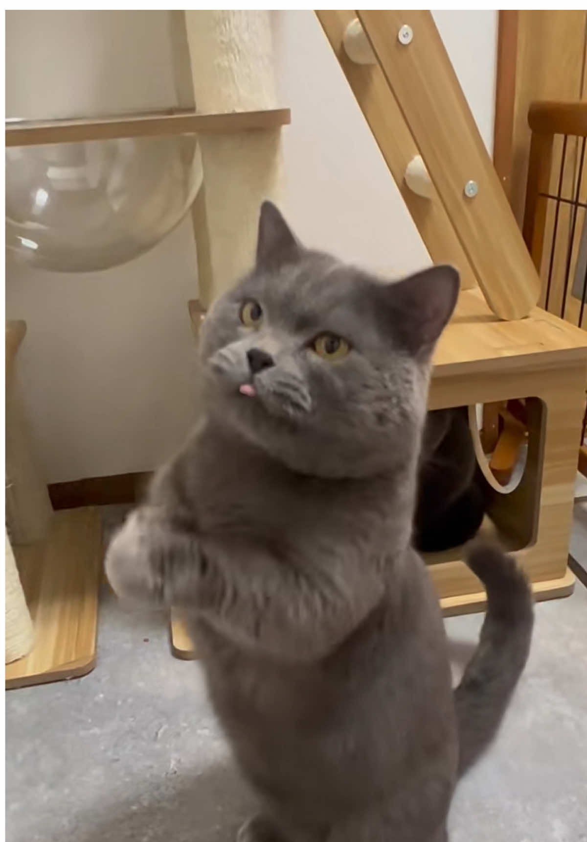 🕺🕺#catslovers #catlovers #fyppppppppppppppppppppppp #🐈 #xyzbca 