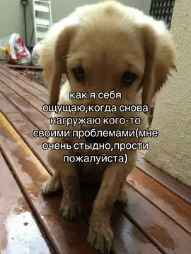 #рекомендации #щп #щитпост #щитпостер #грустныйщп 