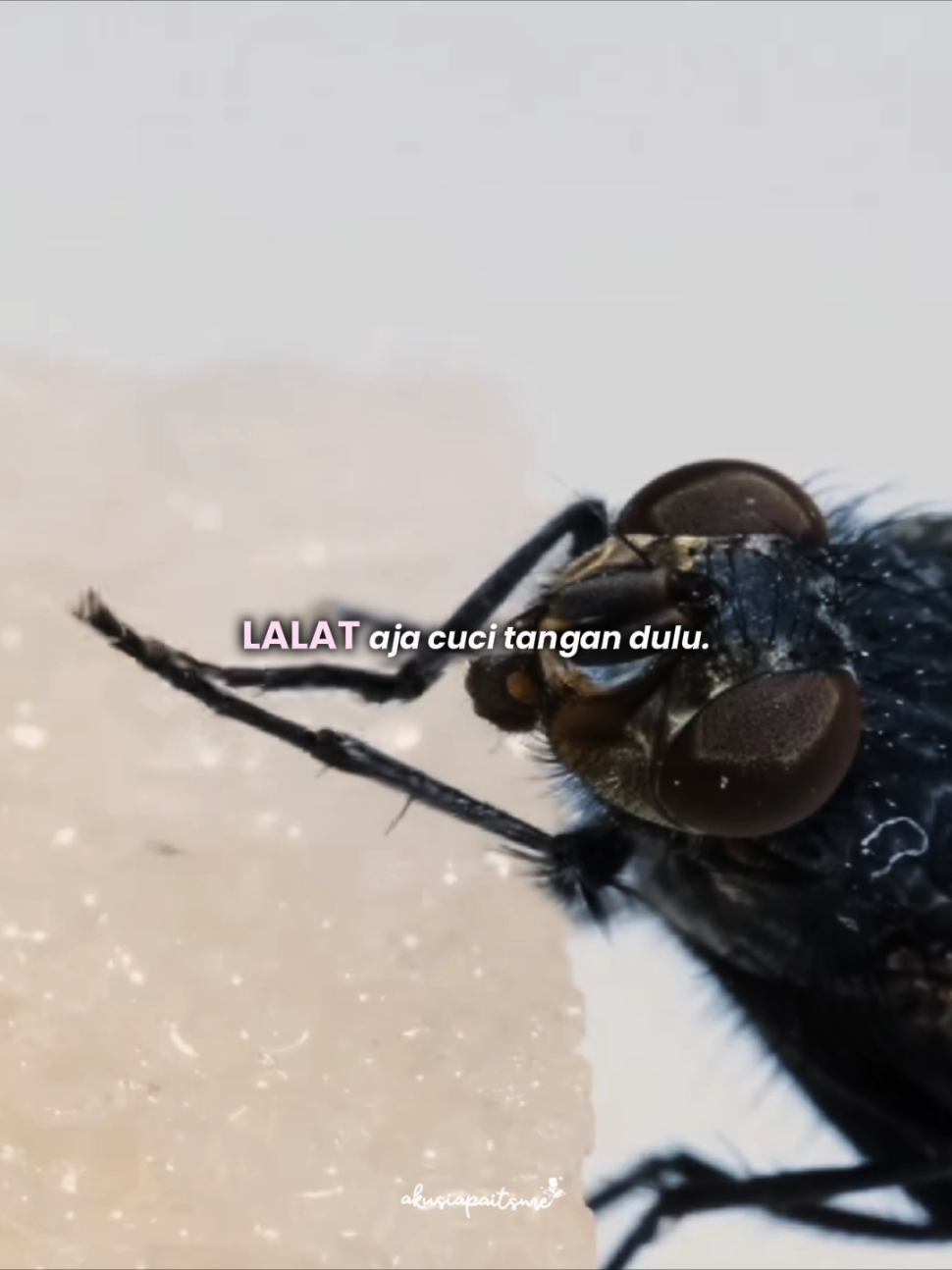 Jangan mau kalah gais sama lalat, sebelum makan cuci tangan dulu WKWKWK 🗿😭🙏🏻 #lalat #lalatcore #cucitangan #lucu #pov