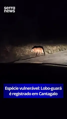 Um registro muito bacana! Um lobo-guará foi flagrado por um leitor do Serra News na noite de quarta-feira (10/09), na altura da Aldeia, em Cantagalo, na RJ-160. O animal apareceu de repente, encantando o empresário que registrou a cena. O lobo-guará é o maior canídeo da América do Sul e tem o Cerrado como habitat natural. No entanto, a espécie enfrenta sérias ameaças decorrentes do desmatamento, da expansão de pastagens, de monoculturas e de mudanças no uso do solo. Com grande parte de seu território original destruído ou fragmentado, esses animais têm se deslocado para outras áreas em busca de sobrevivência, incluindo o bioma da Mata Atlântica. Essa adaptação mostra os impactos da pressão ambiental. Segundo o biólogo Izar Aximoff, especialista em fauna urbana, o lobo-guará já foi registrado em 80% dos 92 municípios do estado do Rio de Janeiro. No Brasil, a espécie é classificada como vulnerável e requer atenção especial para sua conservação. O animal também estampa a cédula de R$ 200, escolha feita pelo Banco Central para reforçar a importância da proteção da fauna e dos biomas brasileiros. A nota serve como símbolo de conscientização ambiental. #SerraNews 📲 Siga @serranewsrj