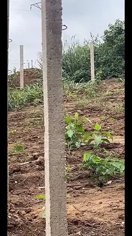 #tiktoklive #livehighlights 