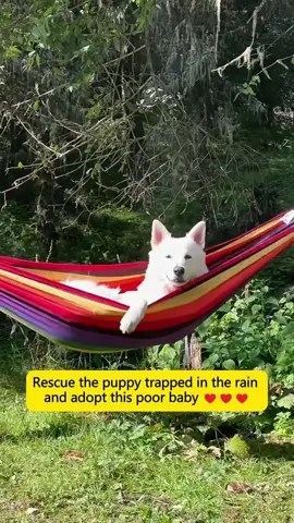 Rescue the puppy trapped in the rain and adopt this poor baby ❤️❤️❤️ #dog #rescue #Love #pet #animals #fyp 