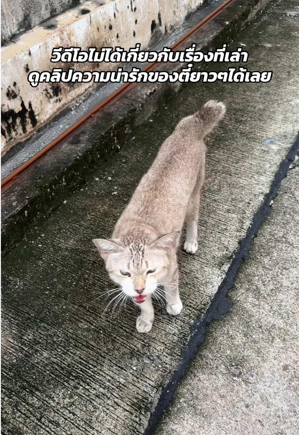 นี่ไอตี๋เองไง วันนี้จะมาแชร์ประสบการณ์แย่ๆที่เราเจอมาให้ทุกคนฟังเพื่อเป็นอุทาหรณ์สำหรับคนเลี้ยงสัตว์