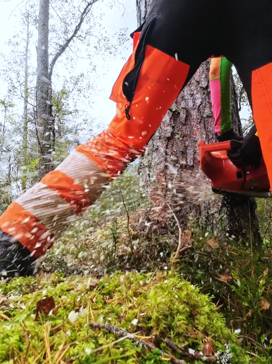 meir furu!!!  #trefelling #logging #tømmerhogst #echomotorsag #echo7310 @Nordisk Hogst og Treklatring 