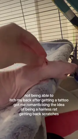 Itchy and scratchy  #hairlessrat #tattoo #tattoorecovery #itchy 
