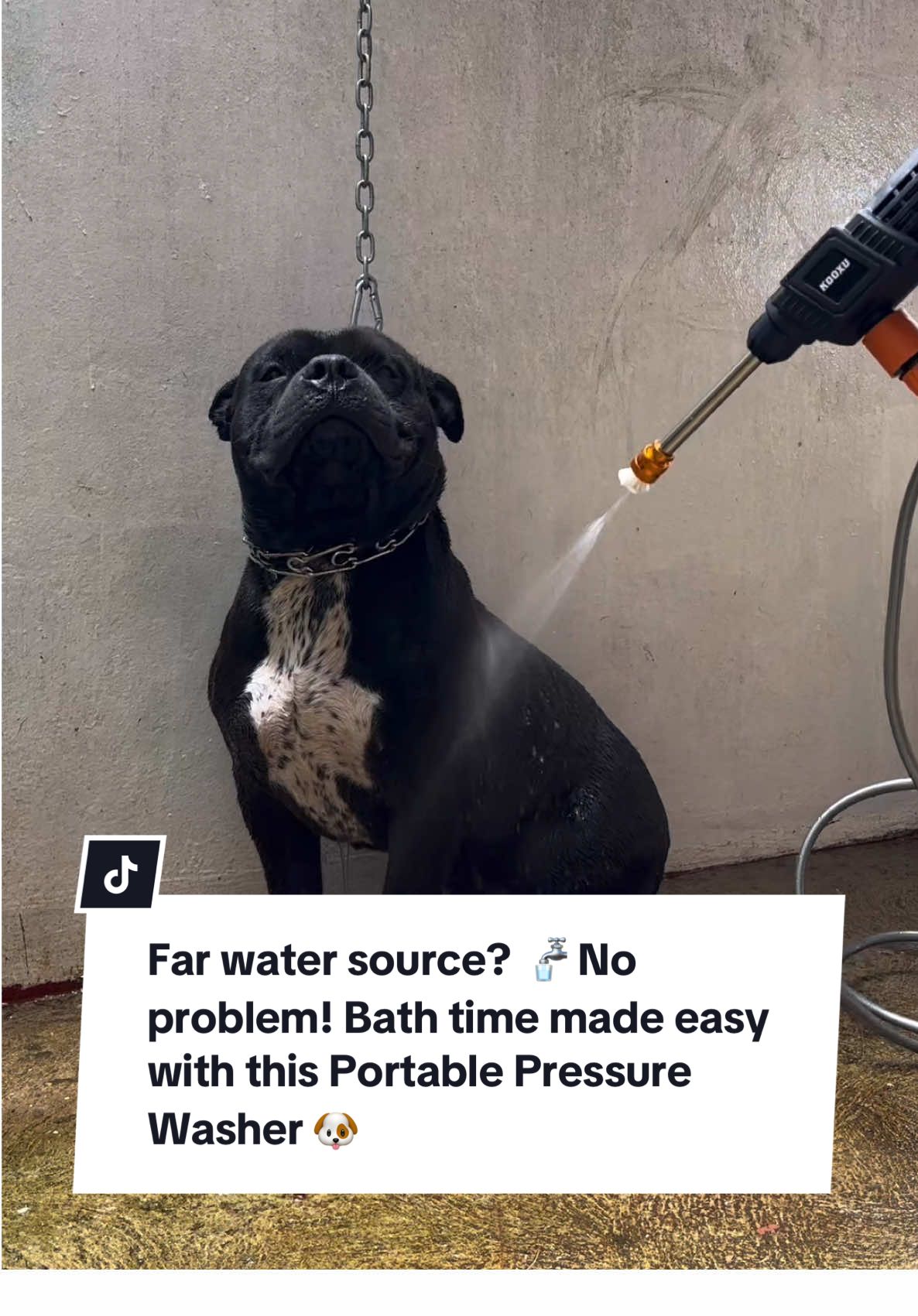 Bath time made easy! 🚿🐶 Using this Portable Pressure Washer for Adam’s bath since our water source is far — super convenient, powerful, and perfect for pets + outdoor use. #portablepressurewasher #DogBath #ASMR #homemusthaves #tiktokfinds 