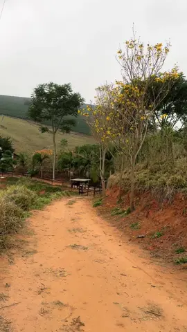 #Bomdia#reflexão #simplicidadedaroça #roça #roçaafazenda 