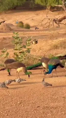 Pakhi Waya Piyar Ja Udrii Watan Man Wayun Mithun  Bolyun .. ( Rano Sindhi )  WaQe Me Sacho Har Dor  Guzri Wayo .. #thar_photography0 #sindh #thar 