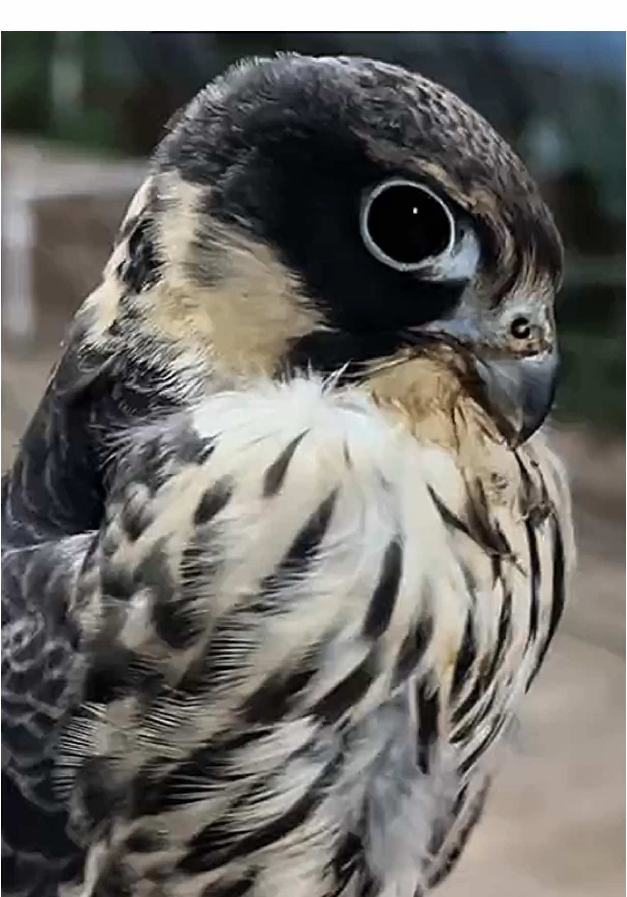 صقر كبر وصار بده يتزوج قال