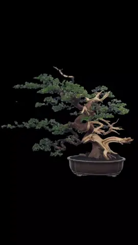 ❤️JAMILAH❤️ paling enak mengungkapkan semua perasaan lewat sebuah karya #juniper #cemara #bonsai #sinensis #fyp  @drhikmatgumelar 