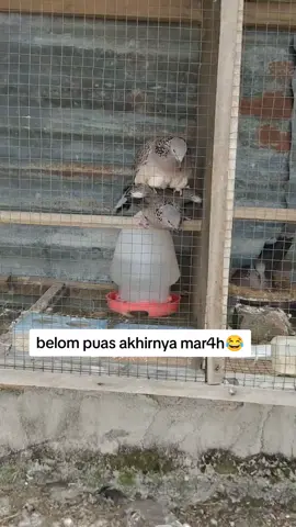 betina nya minta lagi🤣 #tekukurpesom #pikatpesom #tekukurpikat #pemikattekukur #fypシ゚viral 