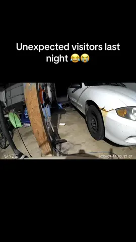 We gotta fix that other garage door 😂😭😭 they love to tear into my garbage 😑 