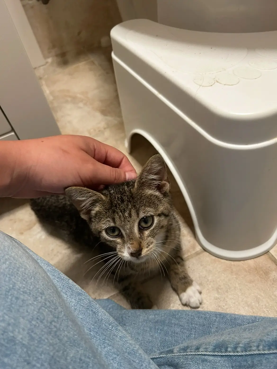 #CatsOfTikTok 