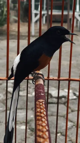 Nyata kan ☺️#kicau #kicaumania #kicaumaniaindonesia #kicaumanianusantara #kicaumania_indonesia 