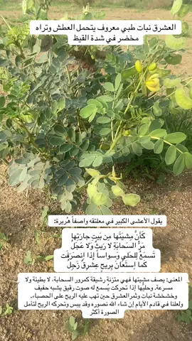 #منطقة_عسير #تهامة #نباتات #بارق #شعر 