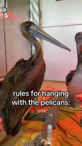 pelican recess 😊😊😊😊wholesome! #crowclinic #wildliferehab #wildlife 