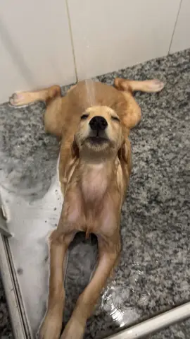 In the rain 🌧️ #pet #dog 