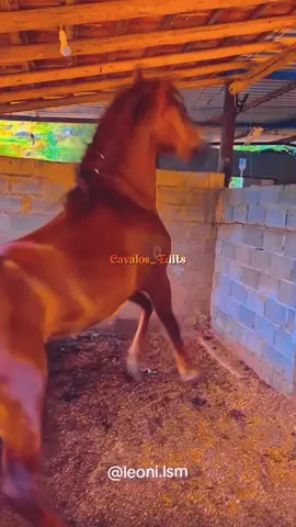 Vai ficar bravinha 😝🔥, #cavalos #mangalargamarchador #capcutedit #vaiprofycaramba 