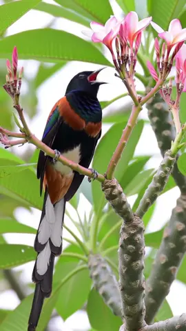 Tiếng chim hót remix #remix #birds #bird #xuhuong #chimhot 