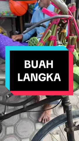 Biji teratai atau kacang teratai adalah biji tanaman dalam genus Nelumbo, khususnya spesies Nelumbo nucifera. Benih digunakan dalam masakan Asia dan obat tradisional. Sebagian besar dijual dalam bentuk kering dan dikupas, bijinya kaya akan protein, vitamin B, dan mineral makanan. #bijiteratai #fyp #buahlangka 