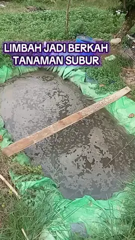 #petanilokal #kolampupukcabe 