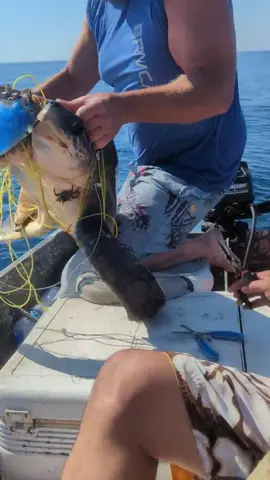 Removing fishing cable from a Tirtle❤️🫶🏻#viral #turtle #rescue #savingturtles #oceanlife 