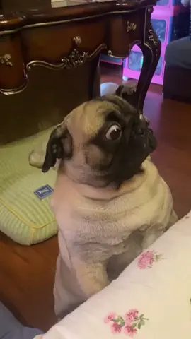 Who resists trying to be carinha?!❤️ #pugdog #pigorpug #pugsoftheday #puglife #babypug Credit: 📷📸 Bonus
