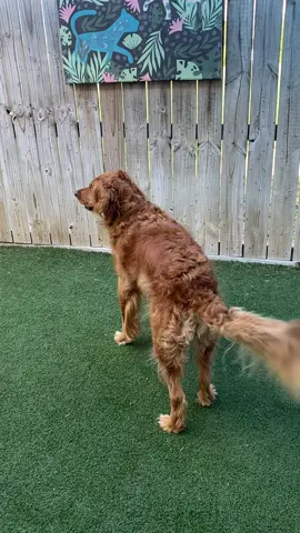 Jack is so fetch!!!