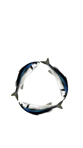 SpinningFish#SpinningFish #fish #animals #pet #pets #fyp #foryou #foryoupage 
