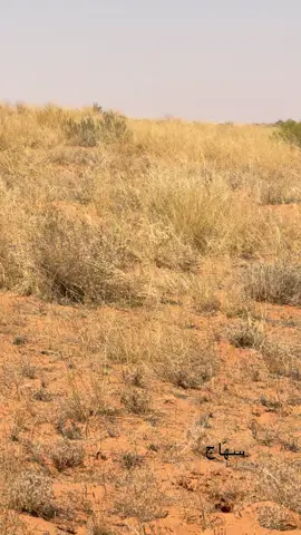 #مرهقات_الشعل #سهّاج #ترند_تيك_توك #محمية_الامام_تركي_بن_عبدالله_الملكية #سكاكا_الجوف_اكسبلور 