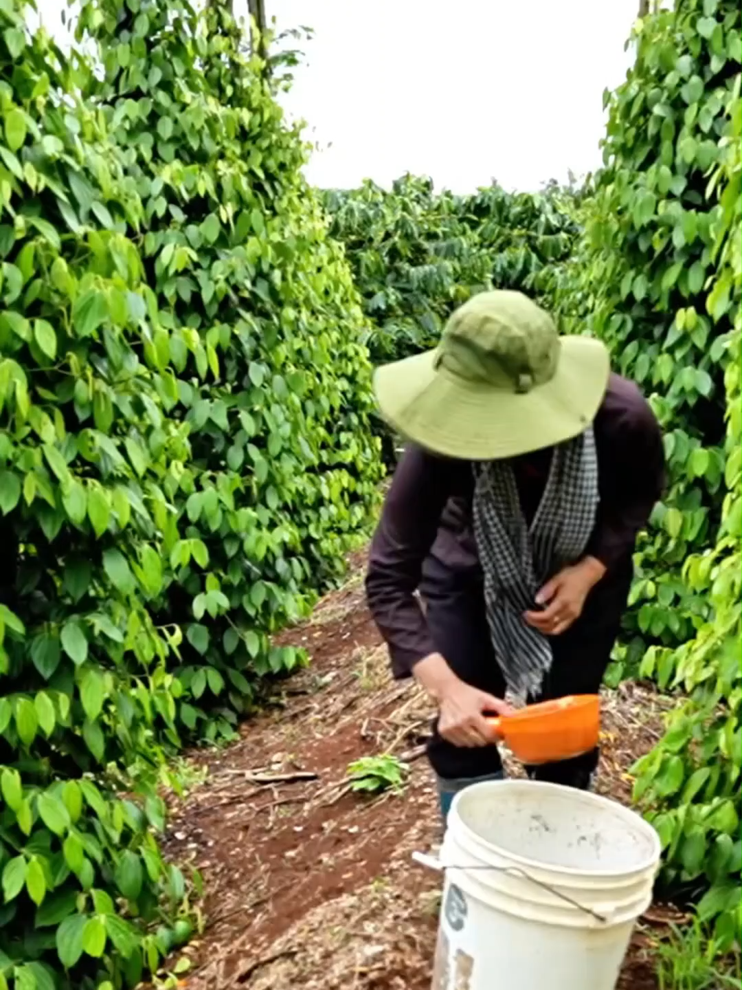 Tăng năng suất - mùa màng bội thu tham khảo ngay phân bón DASSHU Z1000#nôngnghiệp #sầuriêng #PHANBON #THANHLONG #NPK #bưởi #phânbonsaurieng #tiêu #câycảnh #HUMIC #nôngnghiệpsạch #caphe #Phân Bón Siêu Xanh #xuhuongtiktok #caytrong #phânbón