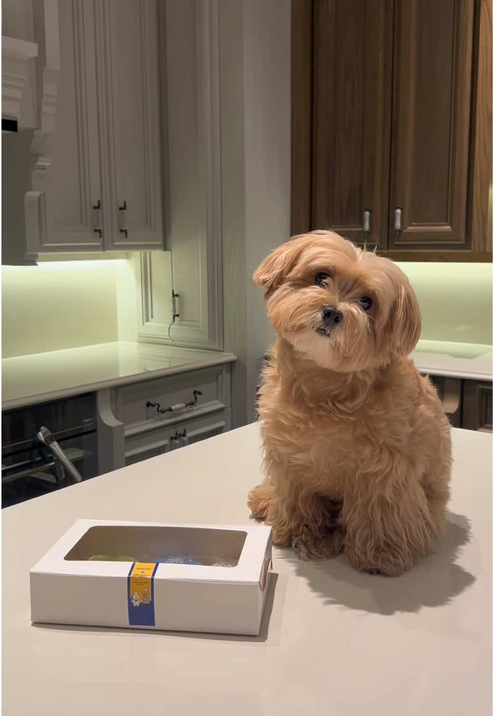 🐶🍩♥️✨🫶🏻 #dog #dogsoftiktok #maltipoo 