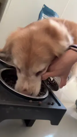 When you realize your Golden doesn't chew... it inhales food 😂🌪️ #gobblemode #goldenlife  #goldenretriever 