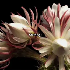 Shifting. . . . #shifting #shiftingrealities #shiftingrealitys #fyp #viral