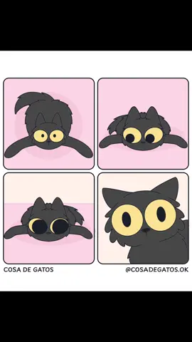 El ojos 🌘-🌒 @Piri 💕 . #catlover #gatosentiktok #catlovers #gatodeldia #cosadegatos 
