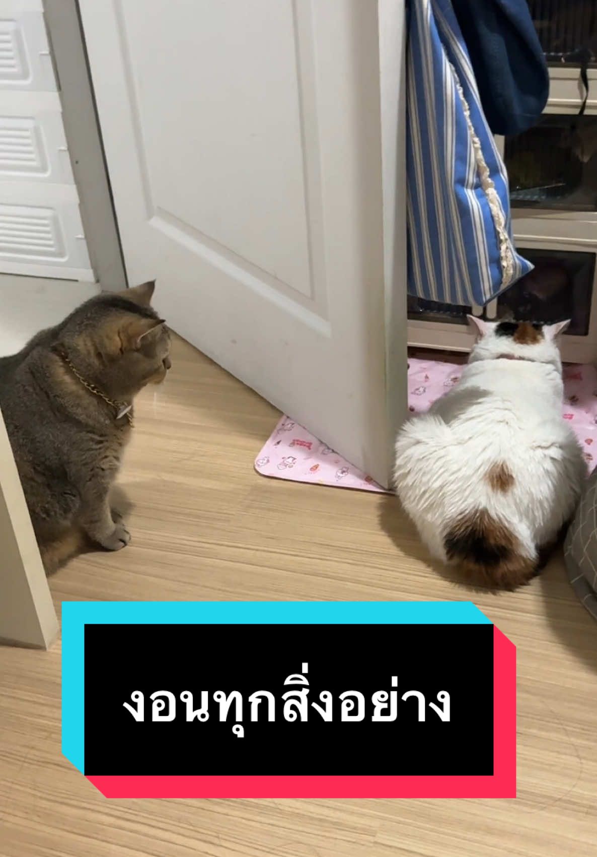 มันต้องขนาดนั้นเลยหราาา #มูมินแมวเหนียง #มู้ดดี้แมวแสบ #แมวน่ารัก #แมวอ้วน #สวนสัตว์tiktok 
