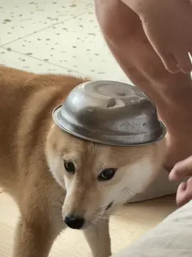 豆包超爱咬这个小碗,豆爸超爱欺负小豆包 #猪里猪气的小狗 #柴犬日常 #毛孩子的日常