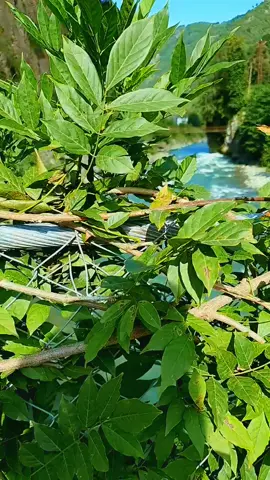 Küçükken Anne Çok Yoruyorsun Kendini Büyüyünce Seni Saray'larda  Yaşatacağım diyen Evlatların Çoğu ya Annesini Mezara defnetti yada tek bıraktı😔