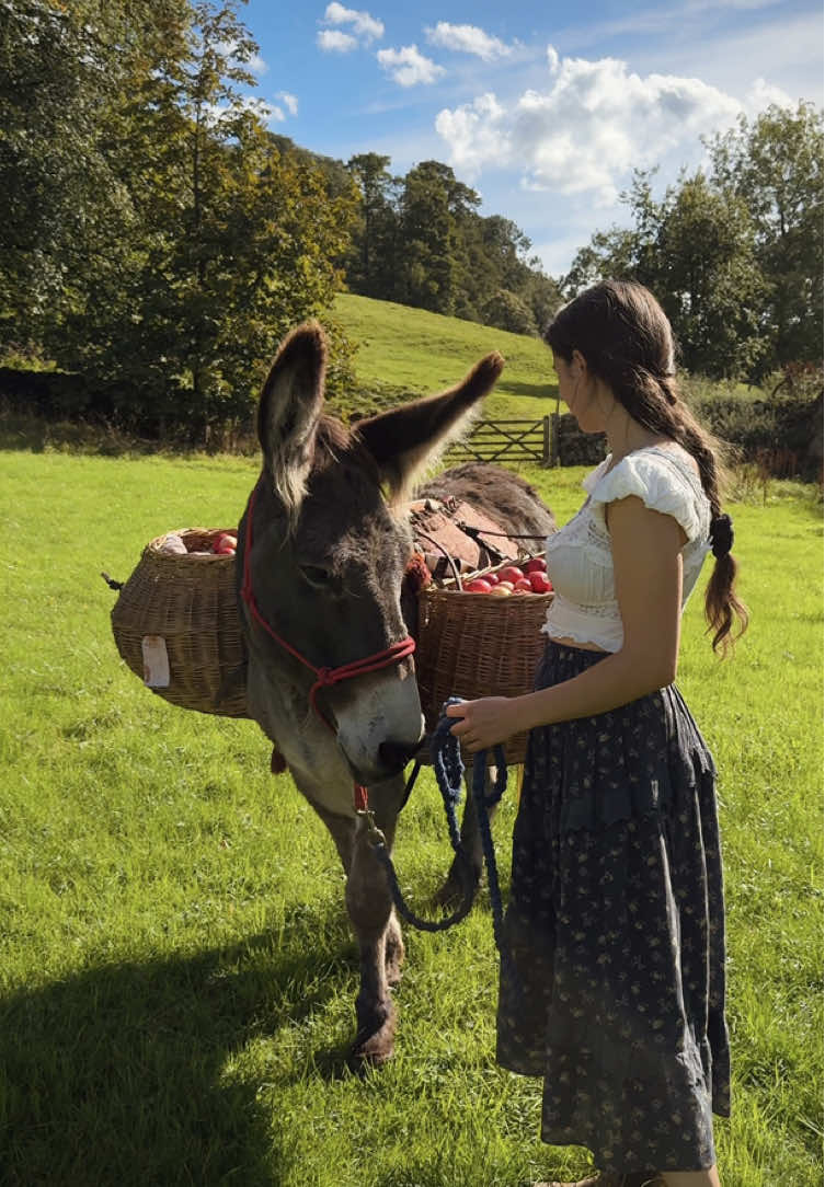 It’s that time of year again 🍎 harvesting with Lizzie to make juice for our winter stores #ruralliving #applejuice #donkeysofttiktok 