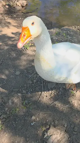 Don't forget to heart my videos and pictures. Just tap that like button. Follow me for more amazing events in my life.  Thus is Buttercup I incubated my goose egg and hatched him. Hes a cool dude. #fyp #viral #geese #fypシ #foryourpage
