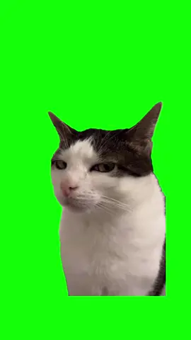 mèo lườm meme #meme #xuhuongtiktok 