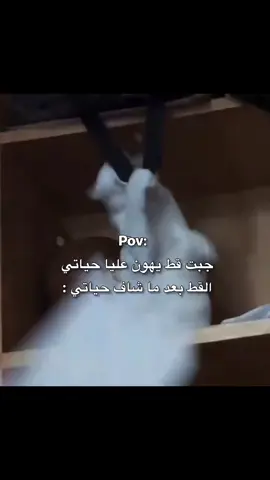 #creatorsearchinsights 