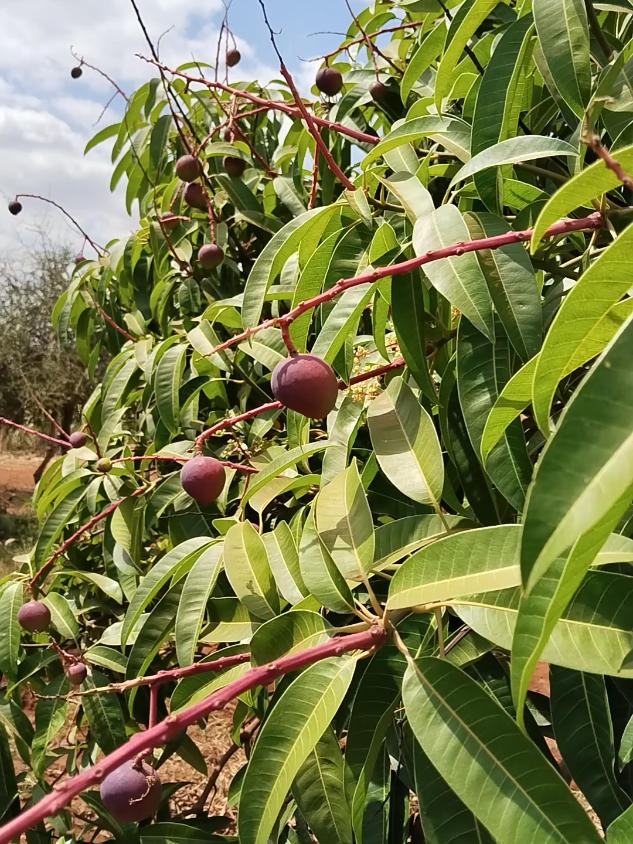 The Best foliar fertilizer for mangoes, citrus and fruit trees @Growmate KENYA @MBESHA ORNAMENTALS & FARM @🇰🇪Marto mtrue +254🇰🇪 @GrindModeDaily @JACOBABA 👾the Agronomist @Jacky jackie @Amoh wa agriculture @Dennis Ngolo @Emmanuel Mulaa(Nikuandikitwe) @Greenlife Crop Protection @dee_mwanza @Ikuma farm fruit tree orchard @JACKSON MUTINDA (MASEKETE) @Jackyswirry @Iviani Farm @MCA Tricky @mulisi wa mukuyu @MR_GEORGE @ndumbule @Mackenzie Musembi @Steffy Pie❤️‍🩹💜🔐 @THE VULNERABLE MAN @mwikali254 @pretty 🦋❣️jackie🦋🌹 @REWAZA FARMS @Maureen moraa @Jkusenga farm @ututiwakyuma6 @The Duke Of Ugenya @Carolvish 